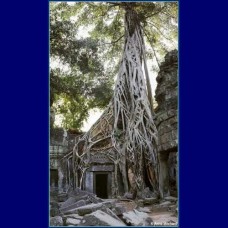 Photograph – Angkor Tree of Life – print only